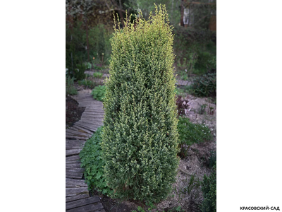 Можжевельник обыкновенный Суэцика