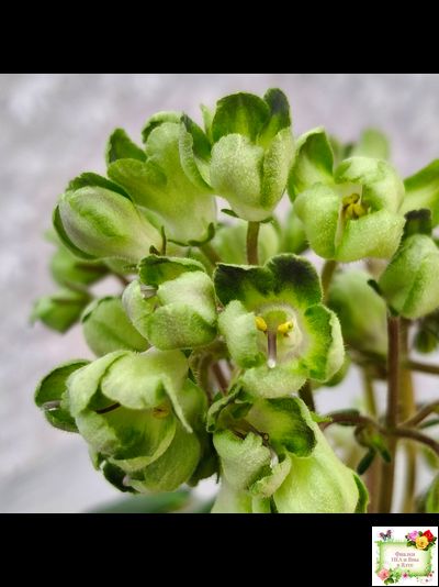 ML-Крыжовник (Miniviolets Lux) 2024 г.