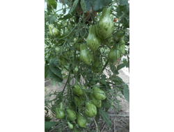 Томат Майкл Поллан (Michael Pollan)