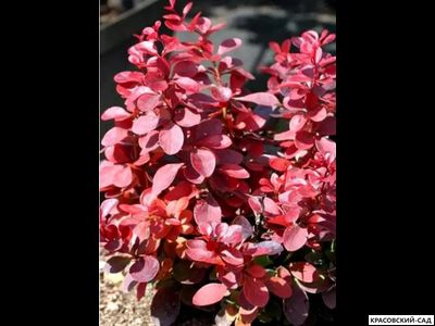 Барбарис Тунберга Pink Perfection