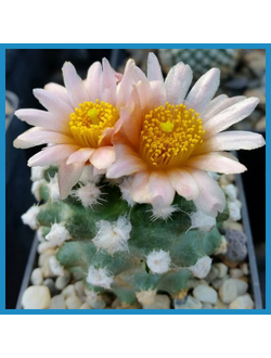 Pediocactus winkleri RP 132