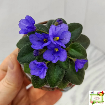 Rob's Twinkle Blue (R.Robinson)