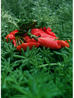 Тропическая лягушка. Необычная брошь с лягушкой - яркое летнее украшение