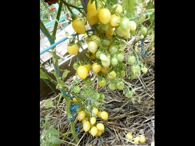 Томат Сумасшедшие вишни Барри (Barry's crazy cherry)