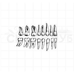 винтажный  анатомический штамп зубы человека