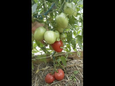 Томат Воловье сердце минусинское