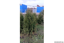 Туя Брабант фото на участке Красовский-Сад.рф