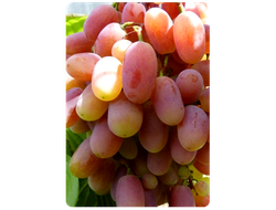 Столовый сорт винограда Виктор