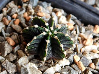 Gymnocalycium friedrichii v.moserianum VoS-014а (D=10-15mm) 8 ribs