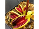 Dionaea muscipula Jaws smiley