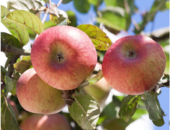 Яблоня, черенки