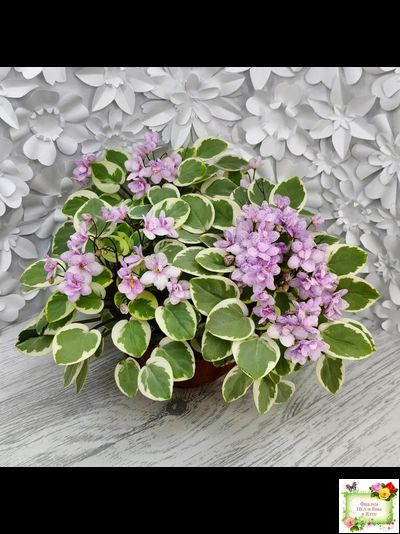 Жемчужный Восторг (Д. Глушакова) листовая химера (пасынок сорт посажен 20.10.25)