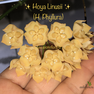 Hoya Linusii / Hoya Phyllura