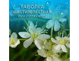 Капли Таволги шестилепестной