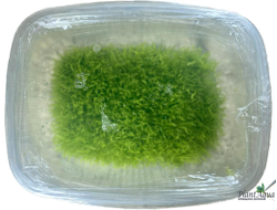 UTRICULARIA GRAMINIFOLIA/ УТРИКУЛЯРИЯ ГРАМИНИФОЛИЯ (меристемная), XL контейнер