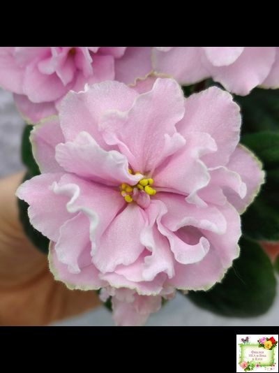 АВ-Амур и Розы (Фиалковод) 2023 г.