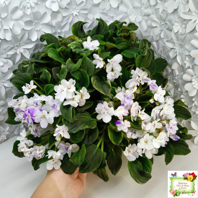 LV-Яночка (Л. Шевелева) 2023 г. трейлер (клакамас с кроновой пестролистностью)