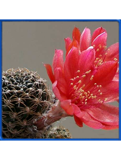 Lobivia schieliana WR 207