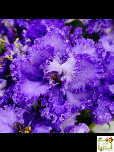 БР-Маленькое Счастье (С. и Н. Буркацкие) 2020 г.