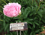 Paeonia Pillow Talk