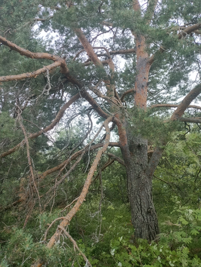 Пешая прогулка "Щельга: ледниковое прошлое Заонежья"