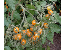 Семена томата Мильфлёр от интернет-магазина УралТомат