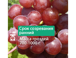 Розмус