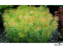 Ротала валлиха зеленая (пучок)