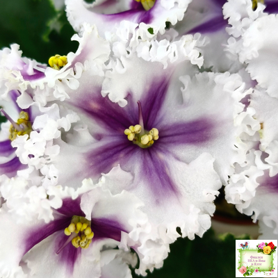 МТ-Сладкая Фантазия химерный спорт