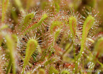 Drosera "Nidiformis"