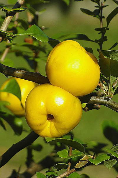 Айва (Хеномелес) средний Orange Trail