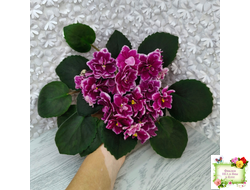 АВ-Последняя Любовь Самурая (Фиалковод) 2021 г.