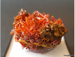 Крокоит — кристаллы на породе в пластиковом боксе. ААА