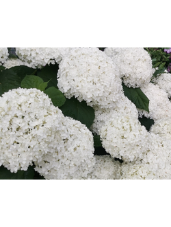 Гортензия Стронг Аннабель (Strong Annabelle) в контейнере р9