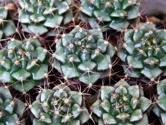 Gymnocalycium bruchii v. niveum VG 536