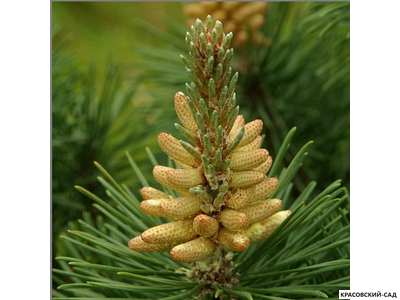 Сосна Колумнарис - Columnaris