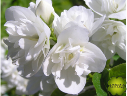 Чубушник (Жасмин) "ГЛЕТЧЕР" (ГУСТОМАХРОВЫЙ, НЕ БОЛЕЕТ) саженец 30 см