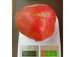 Томат Rose Hippo (Розовый бегемот)