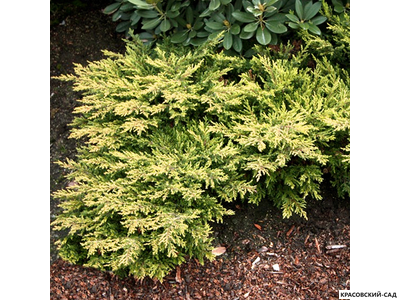 можжевельник обыкновенный голдшац в сетке и мешковине готова к доставке - Красовский-Сад.рф