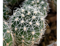 Gymnocalycium gertii  ssp. evelyniae VG-1170 (D=12mm)