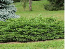 Можжевельник казацкий Rockery Gem, C5