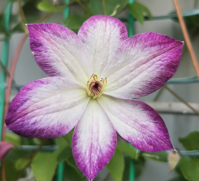 Клематис Пернил (Pernille), контейнер 2л