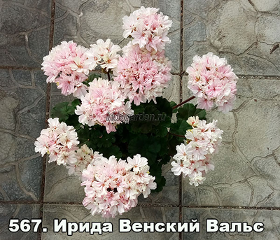 Пеларгония Ирида Венский Вальс