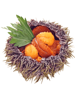 Морской Еж (шт)