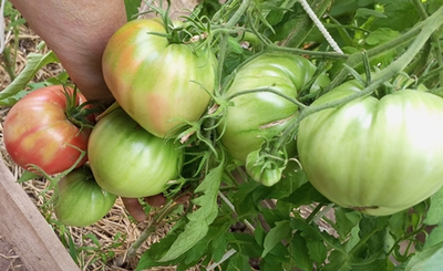 Томат Бабушкино бычье сердце