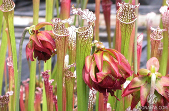 Sarracenia leucophylla Tarnok