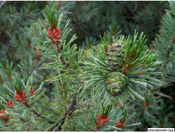 Сосна стланиковая Глаука кедровая - Pinus pumila glauca