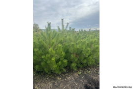 Сосна крымская Черная (Pinus nigra) – осеннее фото - красовский-сад.рф