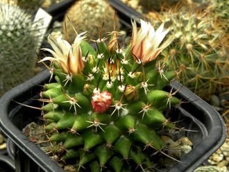 Mammillaria magnimamma SB 9 - 5 семян