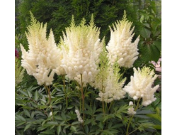 Астильба Диамант (Diamant)